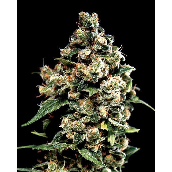 Jack Herer Feminised, Green House Seeds