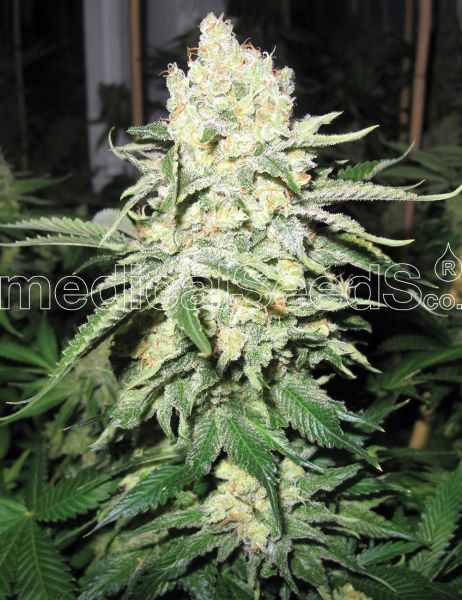 No Name feminized, Medical Seeds
