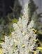 2046 feminized, Medical Seeds