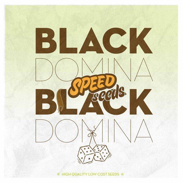 Black Domina feminized, Speed Seeds