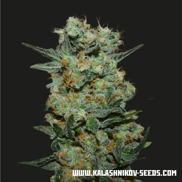 Baikal Express fem, Kalashnikov Seeds