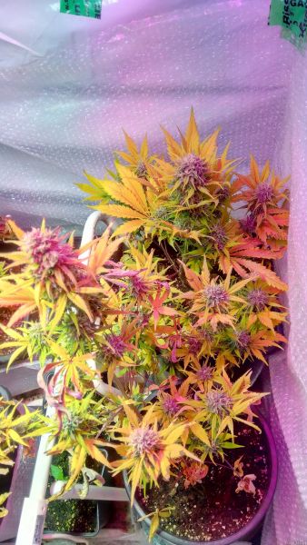 Auto Crystal Candy SWS61 feminized, Sweet Seeds