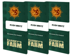 Kush Mintz Feminised, Barney's Farm