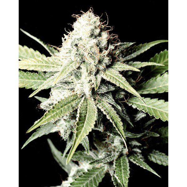 Great White Shark Feminised, Green House Seeds