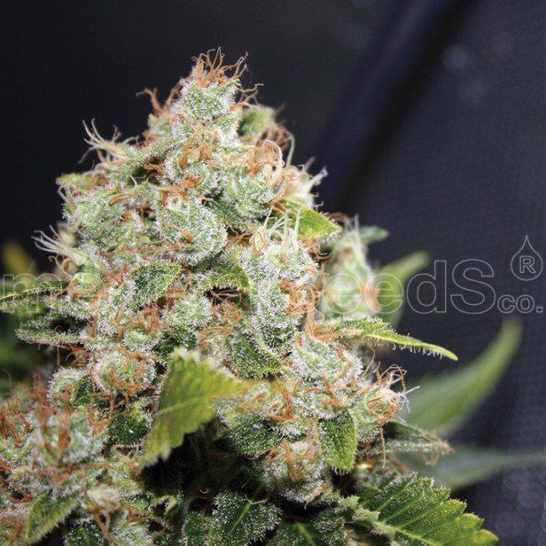 BCN Sour Diesel feminized, Medical Seeds