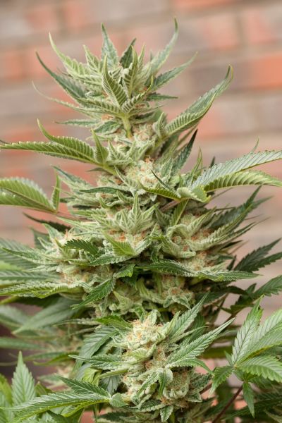 Moby Dick feminized, Dinafem Seeds