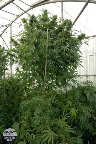 Moby Dick feminized, Dinafem Seeds