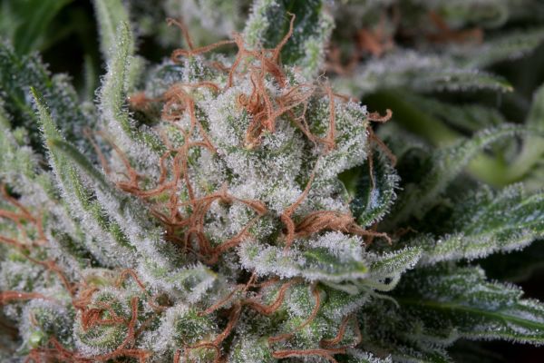 Moby Dick feminized, Dinafem Seeds