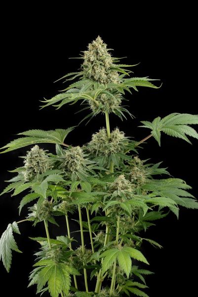 Moby Dick feminized, Dinafem Seeds