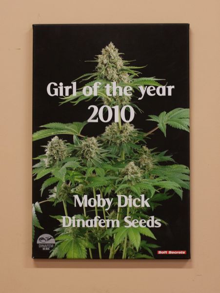Moby Dick feminized, Dinafem Seeds