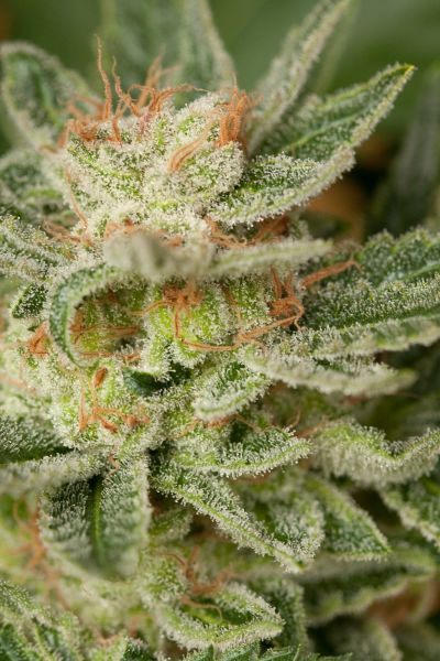 Moby Dick feminized, Dinafem Seeds