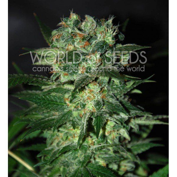 Stoned Inmaculate feminized, World of Seeds