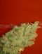 Jack La Mota feminized, Medical Seeds