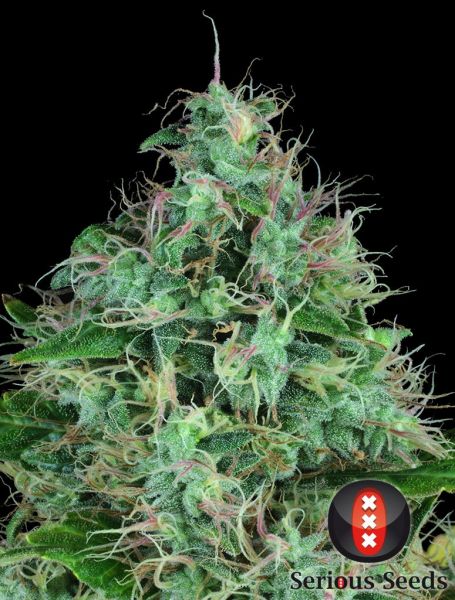 Serious 6 feminized, Serious Seeds