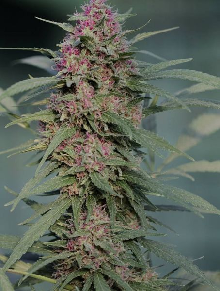 Serious 6 feminized, Serious Seeds