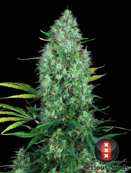 Serious 6 feminized, Serious Seeds