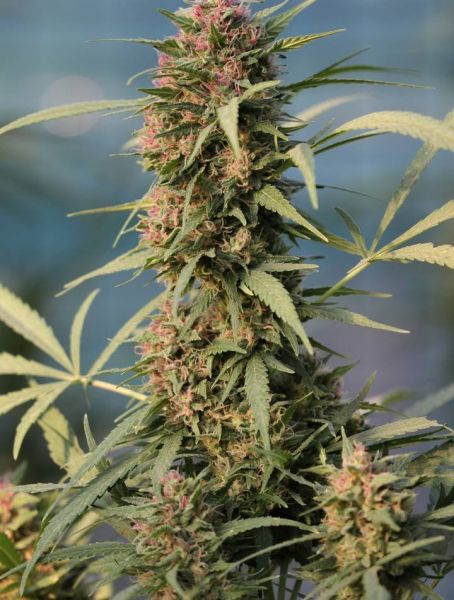 Serious 6 feminized, Serious Seeds
