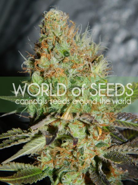 Afghan Kush Special feminized, World of Seeds