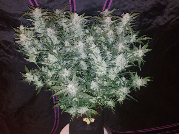 Auto Mexican Airlines feminized, Fast Buds