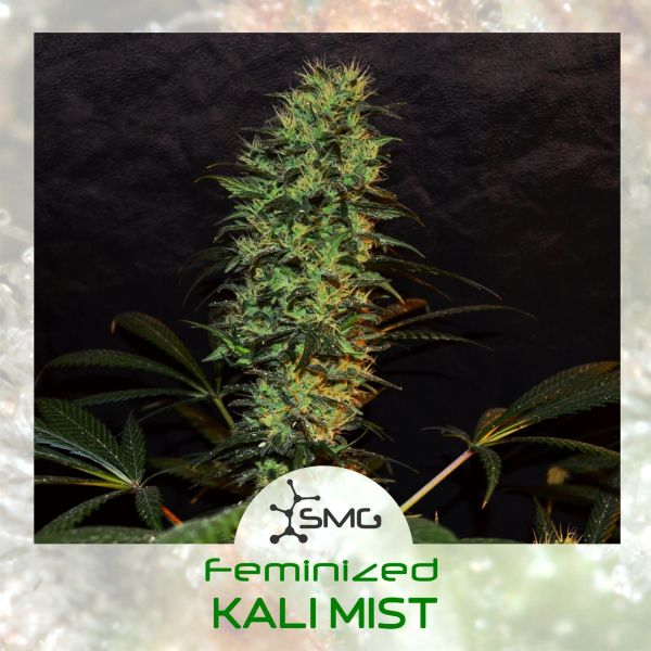 KALI MIST feminized, SMGenetics