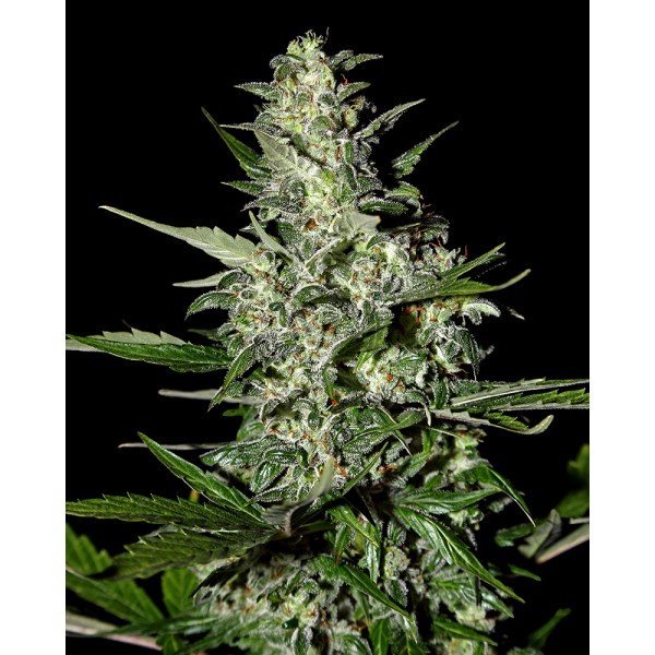 Auto Super Critical Feminised, Green House Seeds