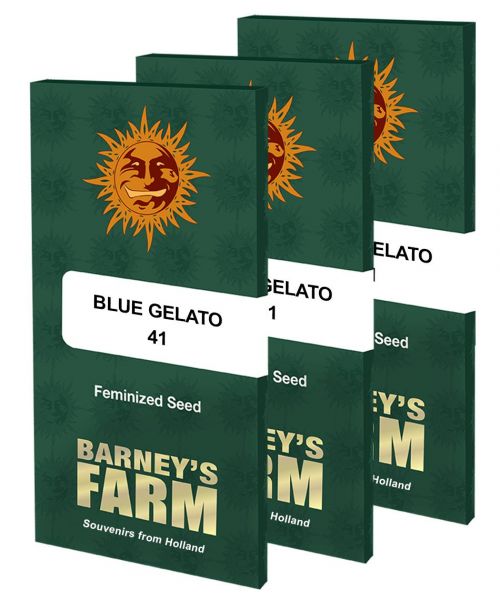 Blue Gelato 41 Feminised, Barney's Farm