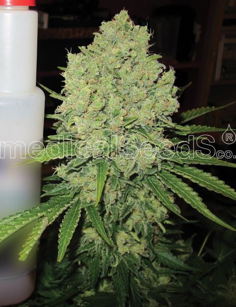 Prozack feminized, Medical Seeds