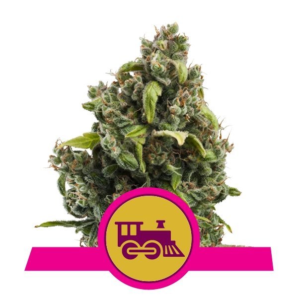 Candy Kush Express Fast feminized, Royal Queen Seeds