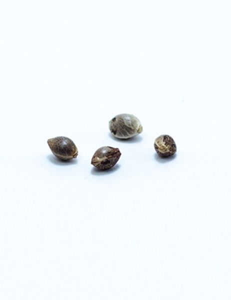 Malakoff feminized, Medical Seeds