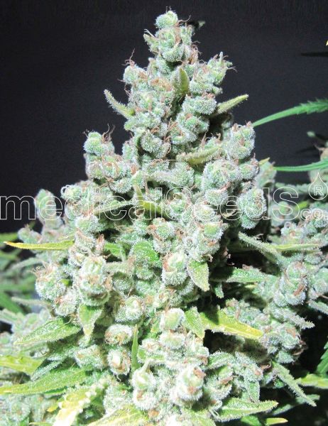 Malakoff feminized, Medical Seeds