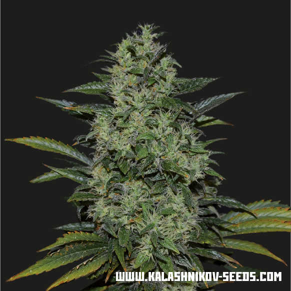 Power Russian fem, Kalashnikov Seeds