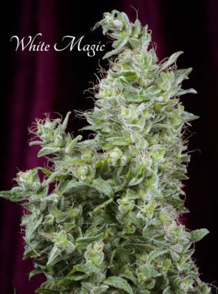 White Magic feminized, Mandala Seeds