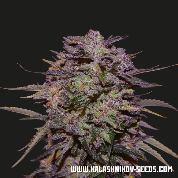 Purple Russian Express fem, Kalashnikov Seeds