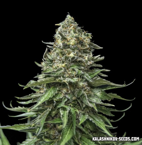 Auto Partizan fem, Kalashnikov Seeds